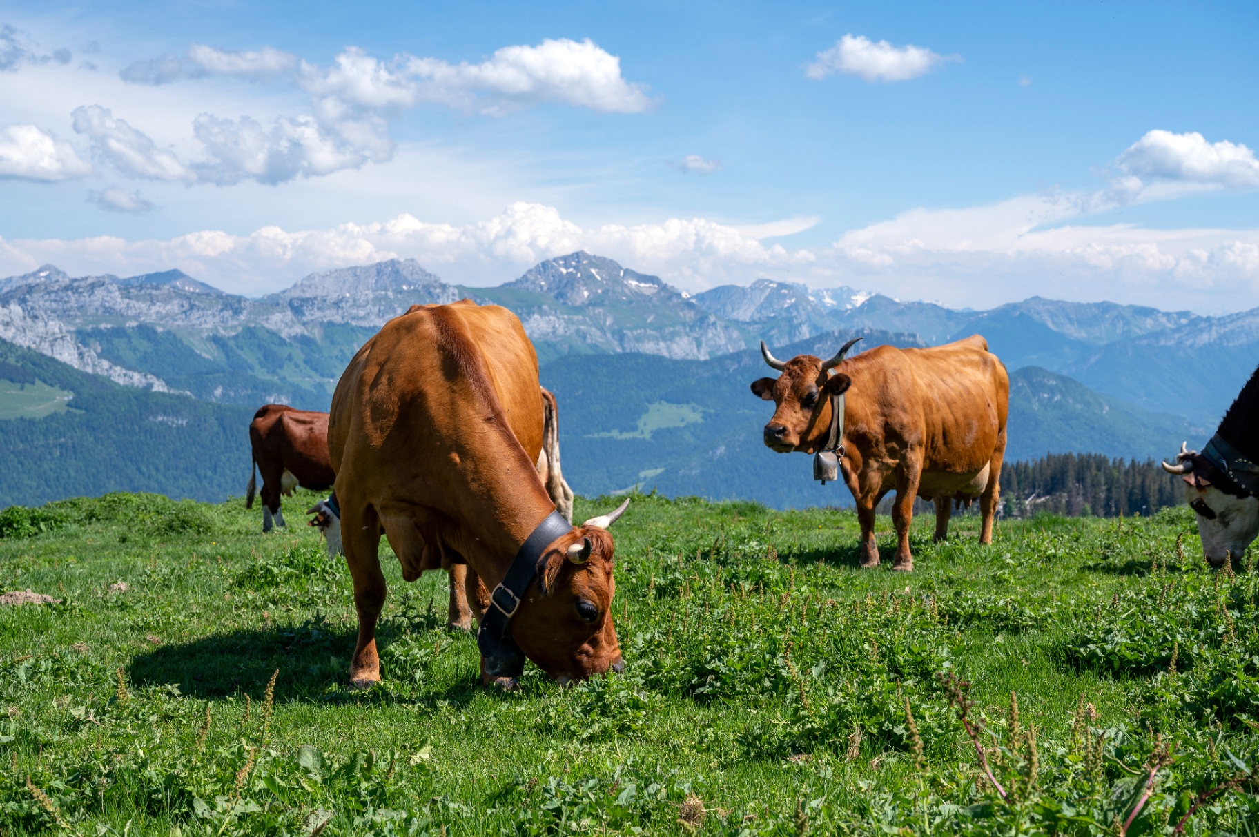 Vaches dans les alpages