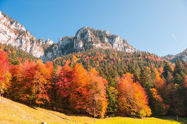 La Chartreuse en automne